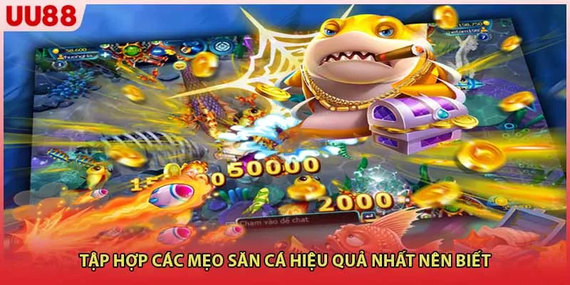 Tập hợp các mẹo săn cá hiệu quả nhất nên biết